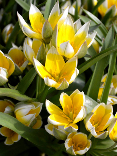 Tulpen Dasystemon Tarda - Bloembollen Kopen