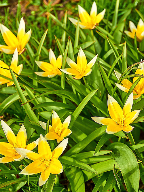 Tulpenbollen Dasystemon Tarda