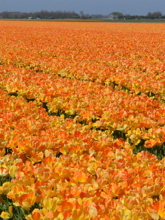 Tulpenbollen Daydream