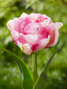 Tulp Double Shake