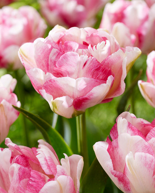 Tulip Double Shake, Creamy, pink and purple peony double tulip flowers by DutchGrown.
