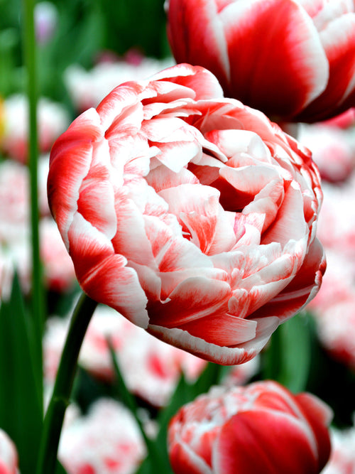 Tulip Bulbs from Holland - Drumline bulbs