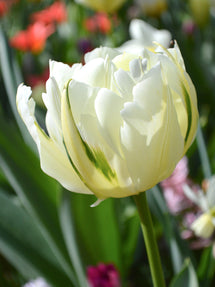 Tulp Exotic Emperor