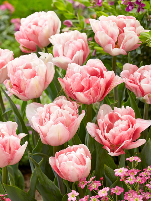 Tulp Foxtrot bestellen