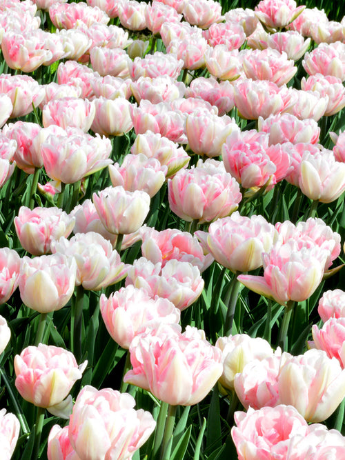Tulp Foxtrot bestellen