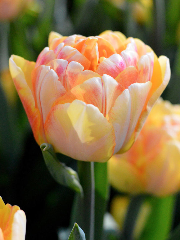 Tulip Bulbs Foxy Foxtrot Flower bulbs