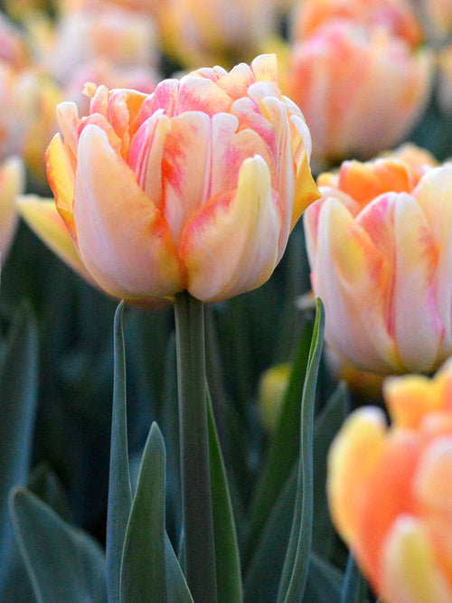 Tulp Foxy Foxtrot