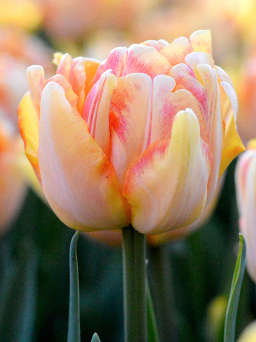 Tulp Foxy Foxtrot