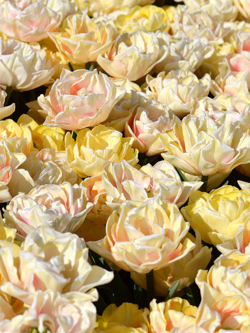 Double Tulips Flower Bulbs