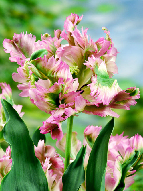 Koop Tulp Green Wave bloembollen