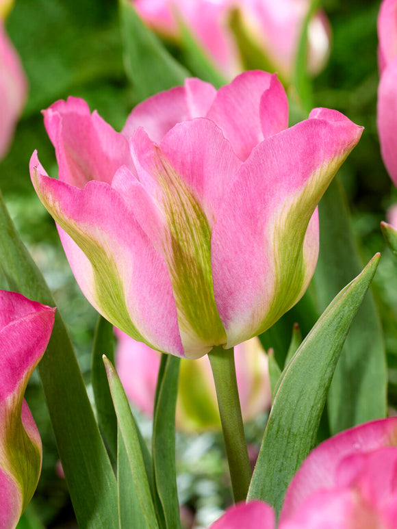 Tulp Greenland roze groen