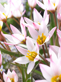 Tulp (cretica) Hilde