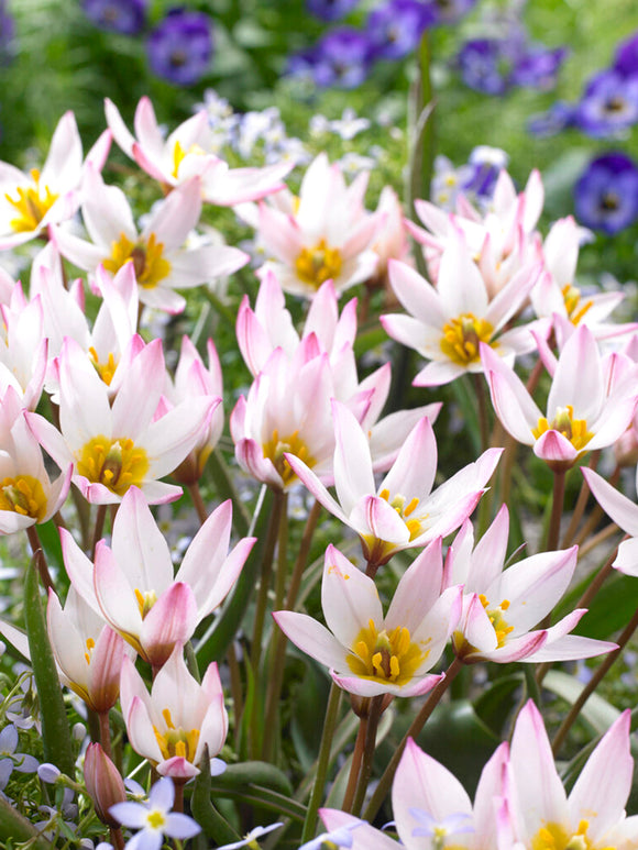 Tulpenbollen (cretica) Hilde