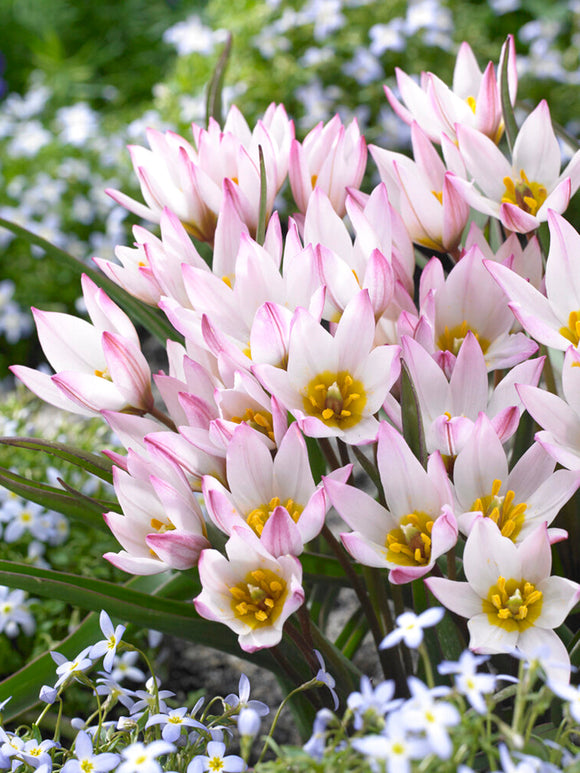 Tulpen (cretica) Hilde kopen