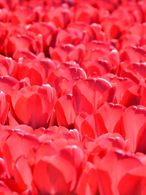 Kopen Tulp Jumbo Cherry