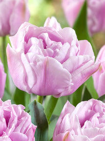 Tulp Katinka