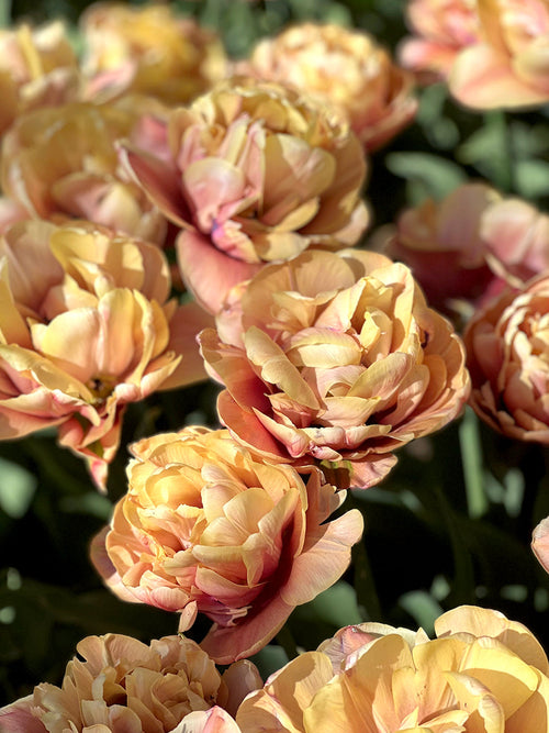 Kopen Tulp La Belle Epoque | DutchGrown™