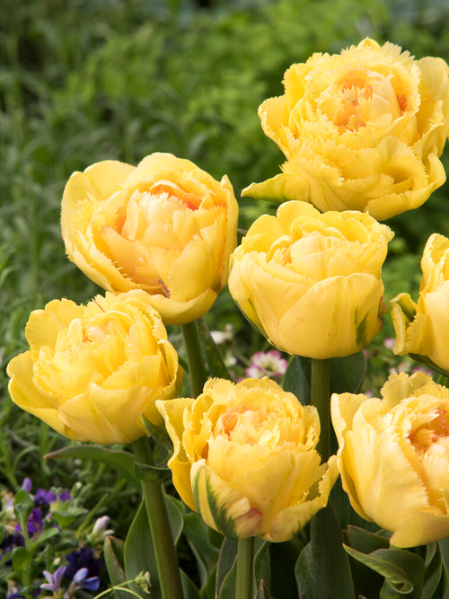 kopen Tulp Lemon Shoot