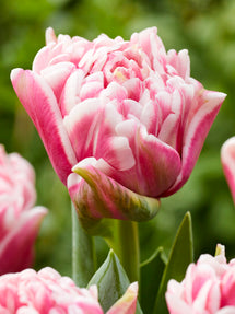 Tulp Lets Dance