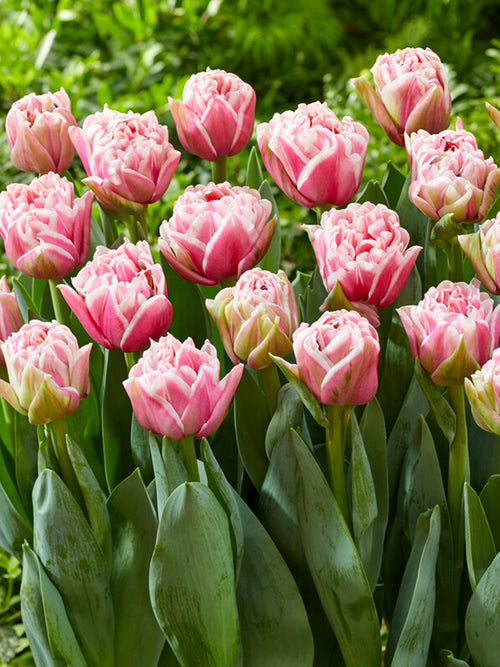 Tulp Lets Dance