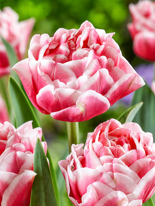 Tulp Lets Dance