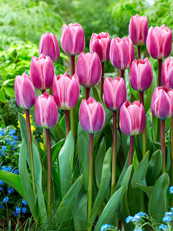 Tulpe Light und Drea