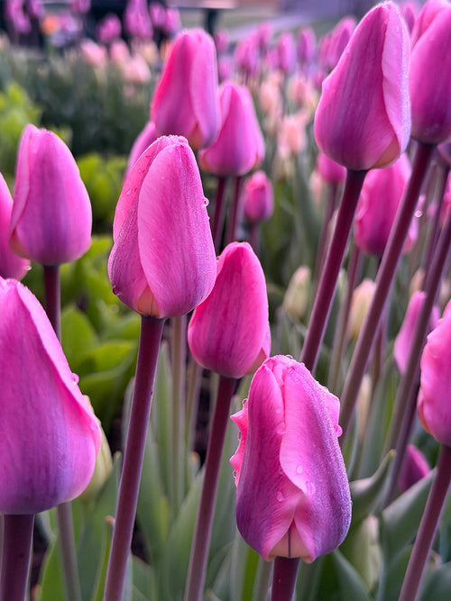 Tulp Light and Dreamy