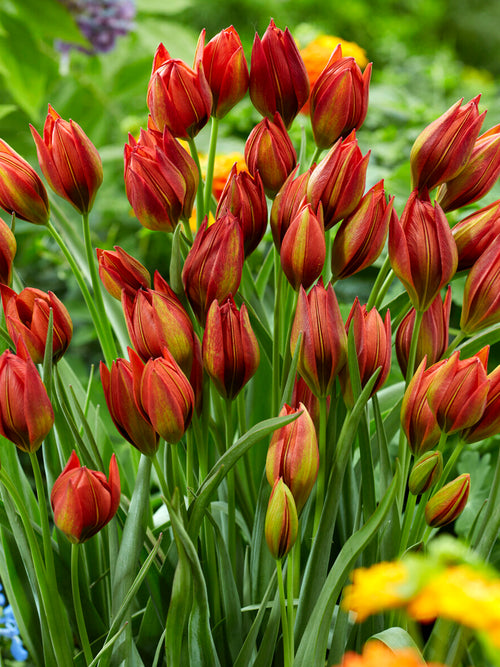 Close-up van Tulp Mara met warm rood en groen contrast