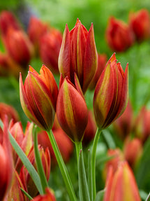 Tulp Mara