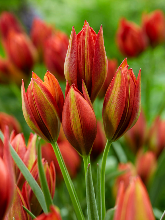 Tulp Mara met stervormige rood-oranje bloemen
