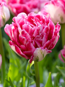 Tulp Marshmallow