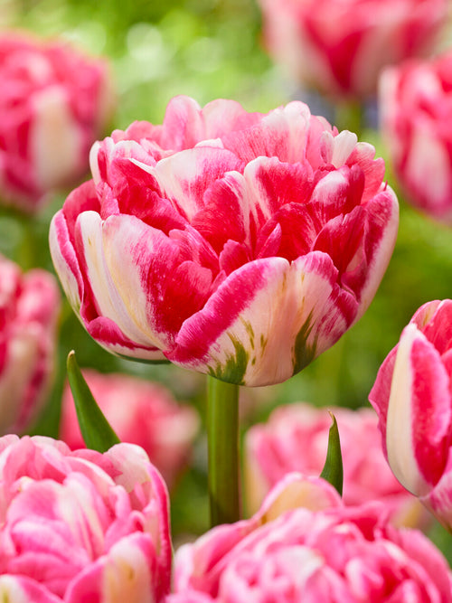 Tulp Marshmallow geplant in potten en voorjaarsborders