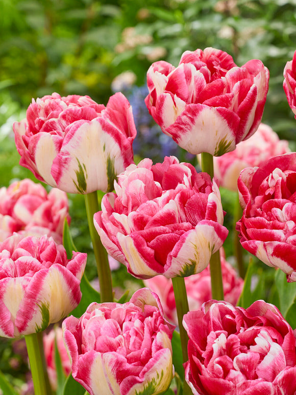 Tulp Marshmallow als luxe snijbloem in een vaas