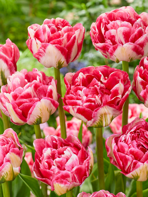 Tulp Marshmallow