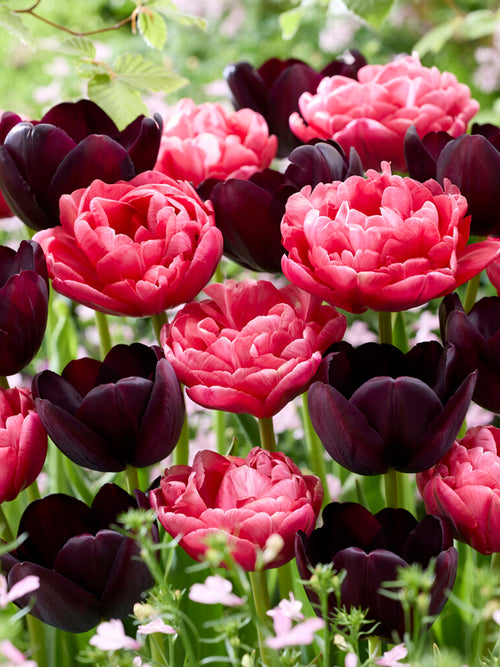 Tulp Midnight Rose Collection