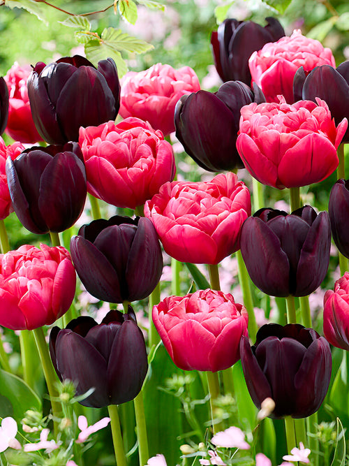 Tulp Midnight Rose Collection
