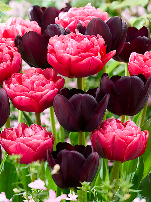 Tulp Midnight Rose Collection