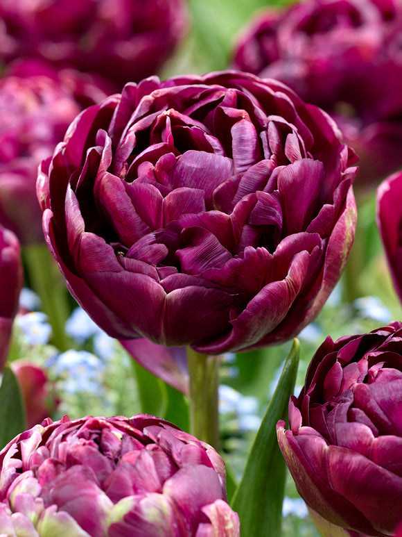 Tulp Mystery Dream