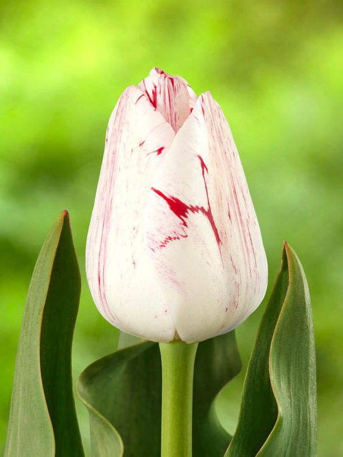Tulp One Direction met rood-witte kelkvormige bloemen