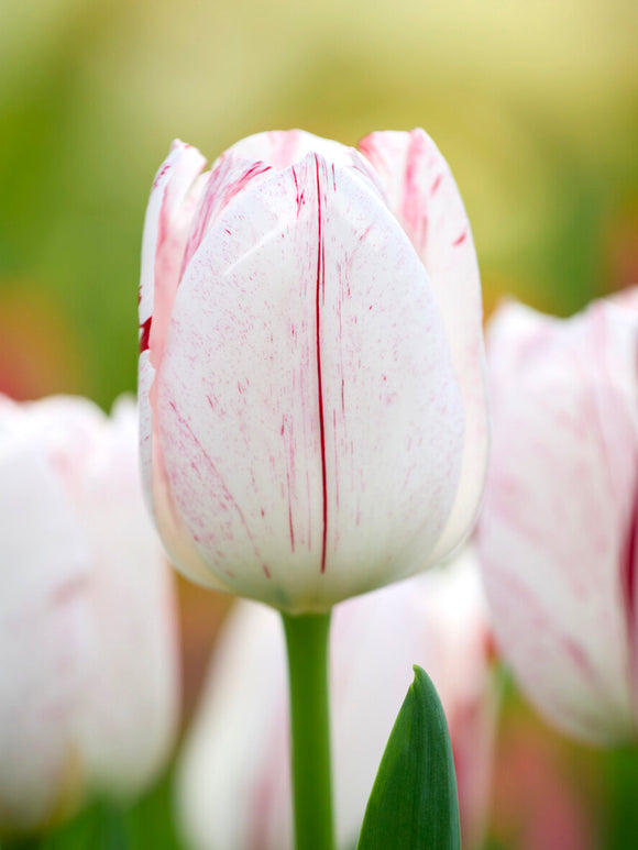 Close-up van Tulp One Direction met rode strepen