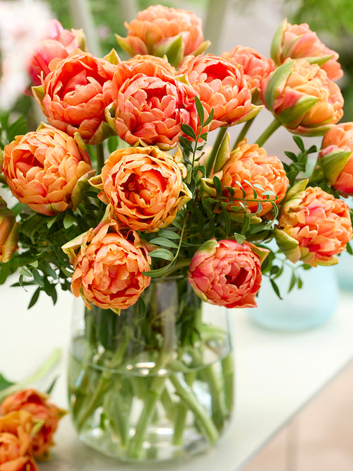 Tulp Orange Flavour Kopen