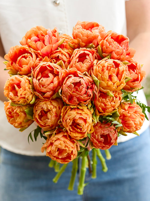 Tulp Orange Flavour Kopen