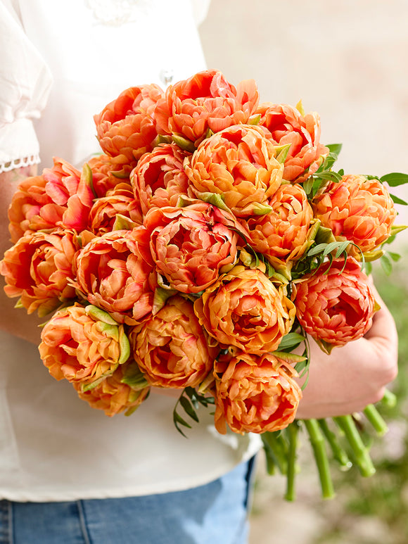 Tulp Orange Flavour Kopen