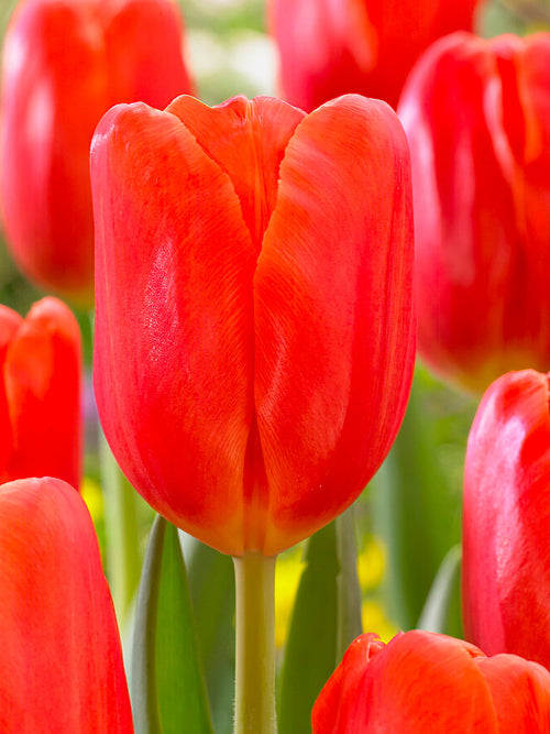 Tulpe Orange Juice aus Holland kaufen