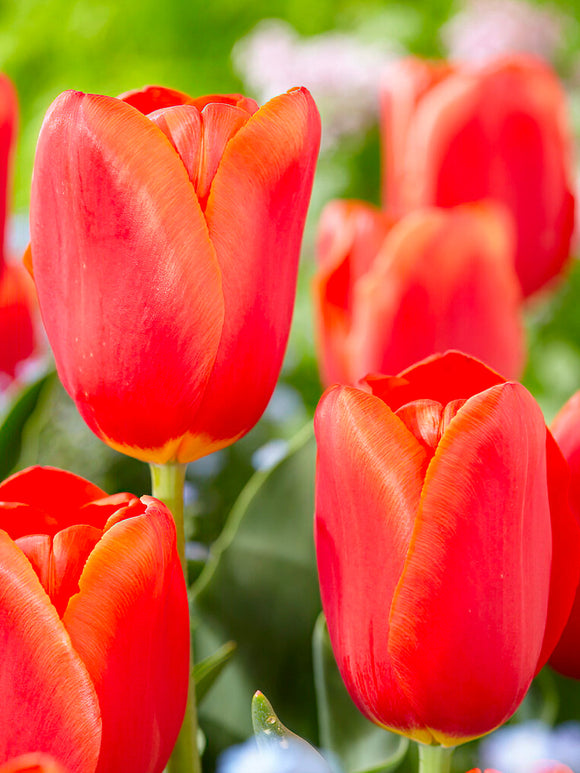 Blumenzwiebeln, Tulpe Blumenzwiebeln Tulpe Orange Juice kaufen