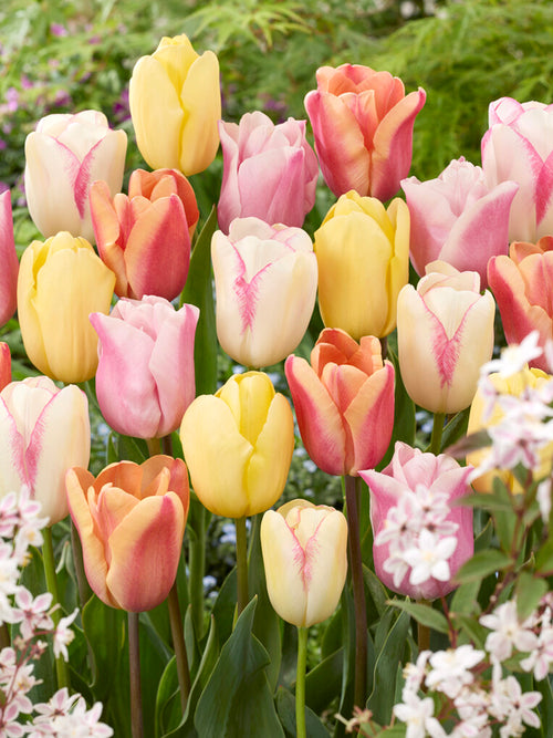 Tulp Pastelegance Collection