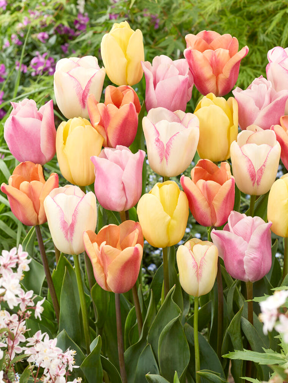 Tulp Pastelegance Collection