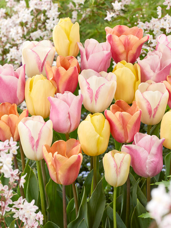 Tulp Pastelegance Collection