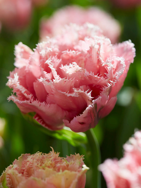 Tulp Pink Magic dubbel gefranjerd