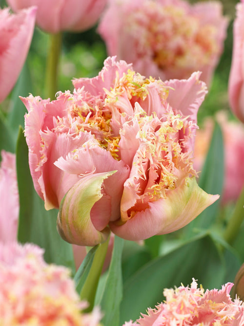 Tulp Pink Magic detail bloemblaadjes